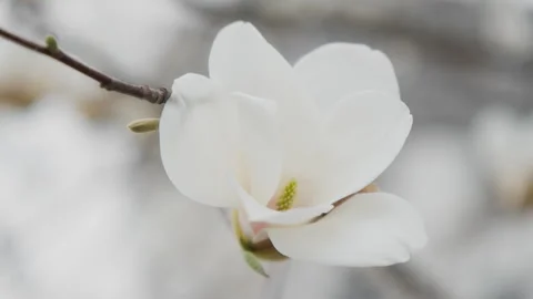 Beautiful flowers in spring Stock Footage 242986030