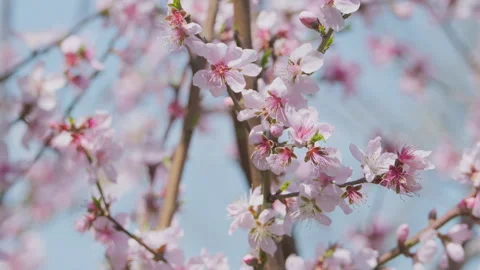 Beautiful flowers in spring Stock Footage 242986038