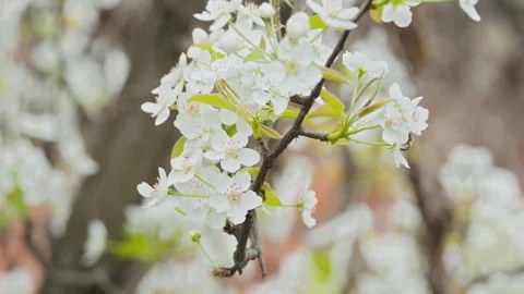 Beautiful flowers in spring Stock Footage 242986971