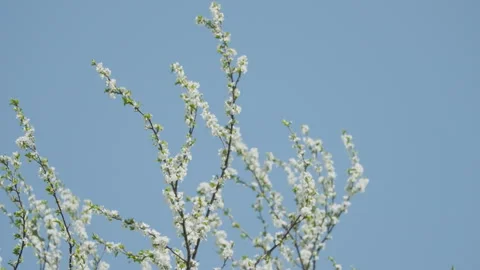Beautiful flowers in spring Stock Footage 242987391