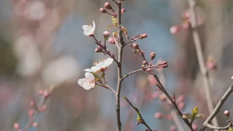 Beautiful flowers in spring 库存影片 242988567