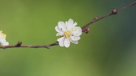 Beautiful flowers in spring Stock Footage 242988576
