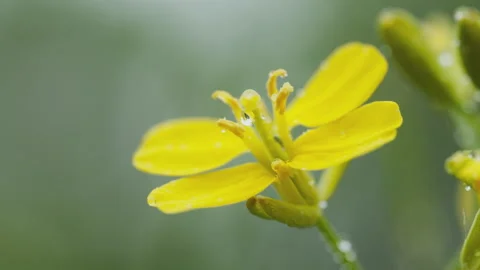 Beautiful flowers in spring Stock Footage 242988990