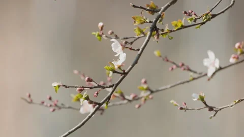 Beautiful flowers in spring Stock Footage 242989076