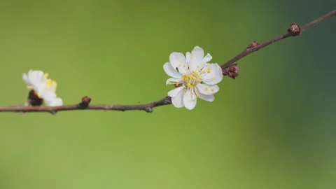 Beautiful flowers in spring Stock Footage 242989132