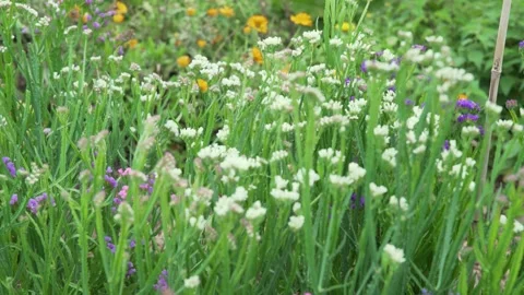 Beautiful flowers - Statice Stock Footage 311518205