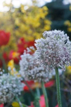 Beautiful flowers on summer field. Background of flowers Stock Photos