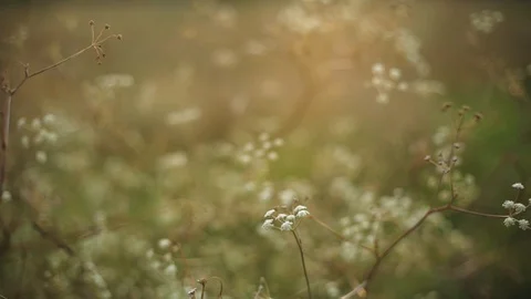 Beautiful flowers sunset background. Close up 4k Stock Footage 89615564