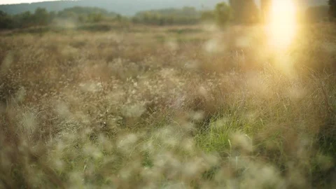 Beautiful flowers sunset background. Close up 4k Stock-Footage 89615730