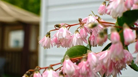 Beautiful flowers on a tree, wet after the rain, Stock Footage 101347231