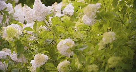 Beautiful flowers waving in the wind, close up slow motion. Stock Footage 117063880