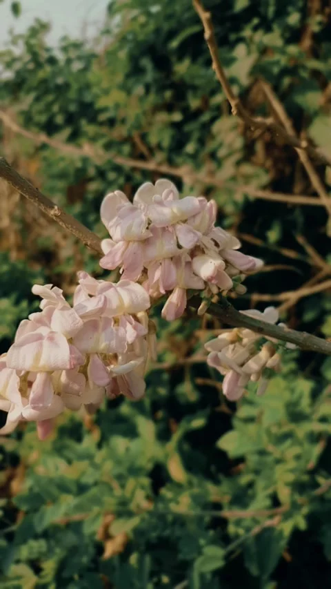 Beautiful flowers in the wild, Stock Footage 254413854