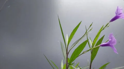 Beautiful flowers in the wind Video stock 206704364