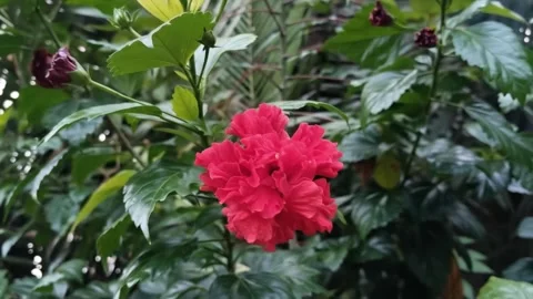 Beautiful flowers in the wind Stock Footage 310668353