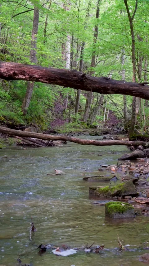 Beautiful flowing creek in Spring Vertical Stock Footage 239272516