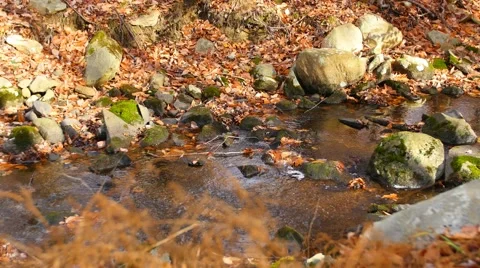A beautiful flowing stream in Autumn. 4K. UHD. Stock Footage 43496225