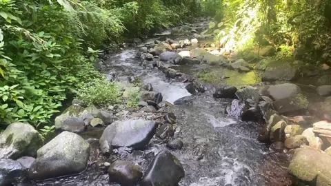 Beautiful flowing stream in the middle of forest trekking path hiking path and s Stock Footage 287448763