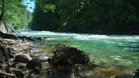 Beautiful flowing water of Ruby Creek surrounded by lush green forest landscape Stock Footage 305440650