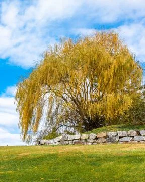 Beautiful flowing Weeping Willow tree in Autumn Stock Photos