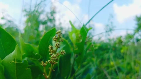 Beautiful flowring plant Video stock 283345824