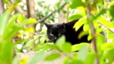 A beautiful fluffy black cat sits among green leaves Stock Footage 337651455