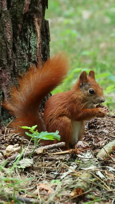 Beautiful fluffy brown squirrel sits under tree and gnaws nut Video stock 313302596