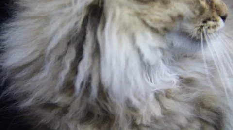 A beautiful fluffy cat close its face in a dark room Stock Footage 35482580