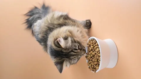 Beautiful fluffy cat eats dry food from a cup. Siberian cat young close-up. Stock Footage 148785272