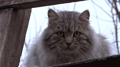 Beautiful fluffy cat Stock Footage 46737003