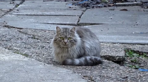 Beautiful fluffy cat Stock Footage 46737073