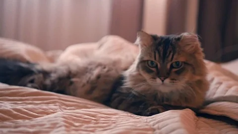 A beautiful fluffy cat is lying on the bed, against the window. HD, 1920x1080 Stock Footage 85776834
