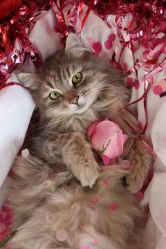 A beautiful fluffy cat Stock Photos