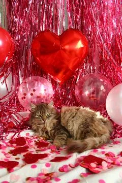A beautiful fluffy cat Stock Photos