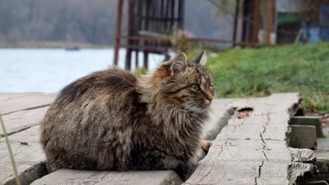 Beautiful fluffy cat sitting on the river bank Stock Footage 82752409