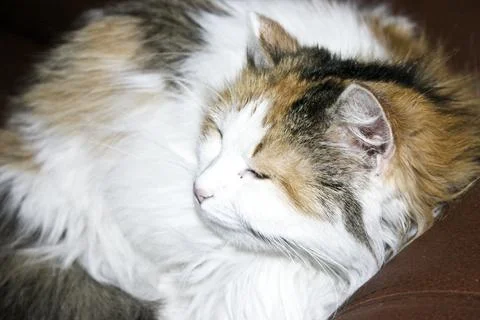 Beautiful fluffy cat sleeping on the sofa in the living room. Stock Photos