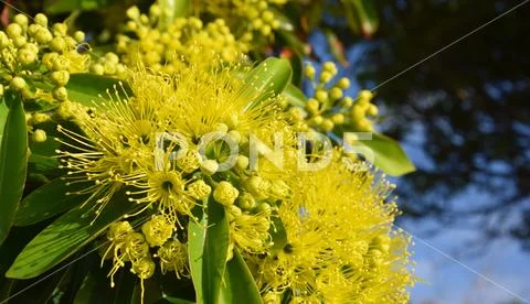 Beautiful fluffy eucalyptus flowers Stock Photos