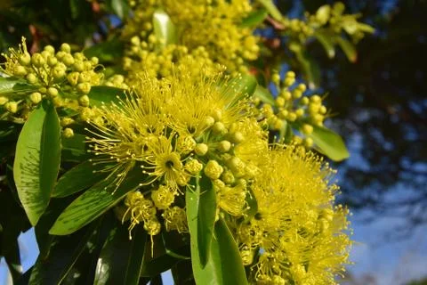 Beautiful fluffy eucalyptus flowers Stock Photos
