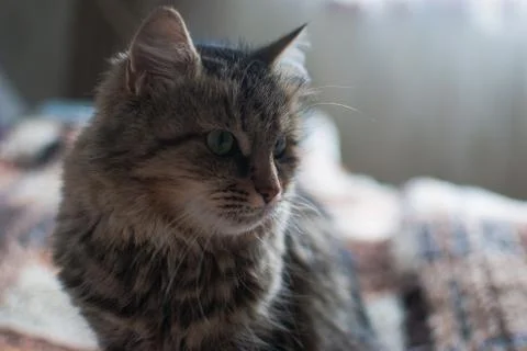 Beautiful fluffy gray cat  Stock Photos