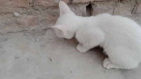 Beautiful Fluffy Kitten Showing Its Sweet Natural Charm Stock Footage 346568565