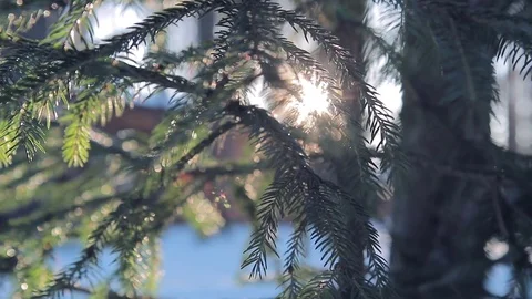 Beautiful fluffy pine branch in the forest at sunset in winter Video stock 72319431