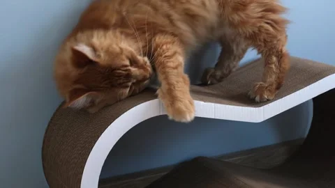 Beautiful fluffy red cat Rain Coon rubs, caresses and plays in his house Stock Footage 247186344