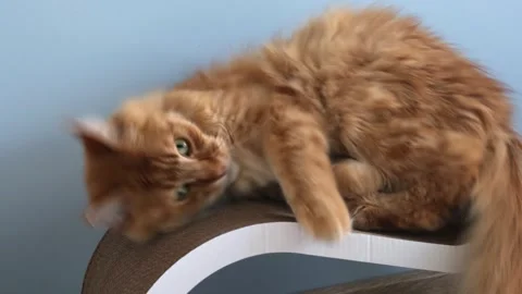 Beautiful fluffy red cat sharpens its claws and funny falls from its house, zoo Stock Footage 247142780