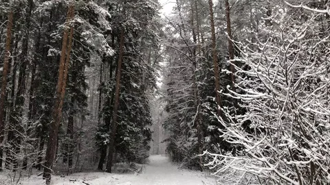 Beautiful fluffy snow in the forest Stock Footage 126401944