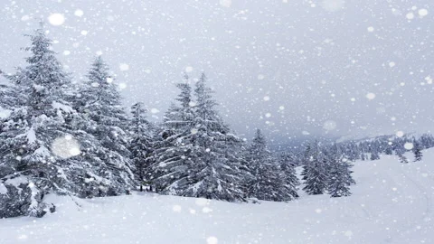 Beautiful fluffy snow on tree branches. Snow falls beautifully from the spruce Stock Footage 144620971