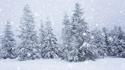 Beautiful fluffy snow on tree branches. Snow falls beautifully from the spruce Stock Footage 145150396