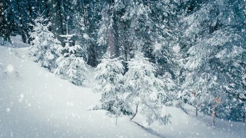 Beautiful fluffy snow on tree branches. Snow falls beautifully from the spruce Stock Footage 145150586