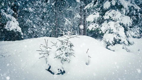 Beautiful fluffy snow on tree branches. Snow falls beautifully from the spruce Stock Footage 145150791