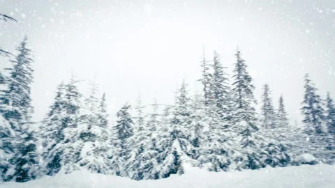 Beautiful fluffy snow on tree branches. Snow falls beautifully from the spruce Stock Footage 145150816