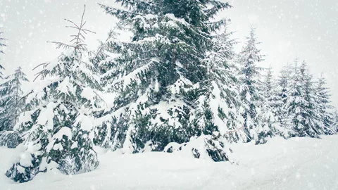 Beautiful fluffy snow on tree branches. Snow falls beautifully from the spruce Stock Footage 145150892