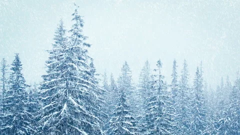 Beautiful fluffy snow on tree branches. Snow falls beautifully from the spruce Stock Footage 145151113